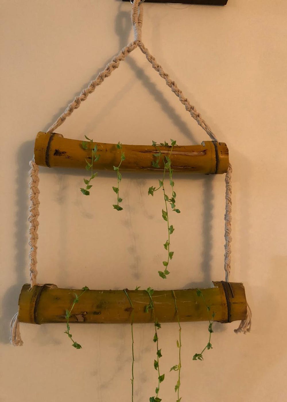 Get Double Bamboo Plant Hanger at ₹ 1800 LBB Shop