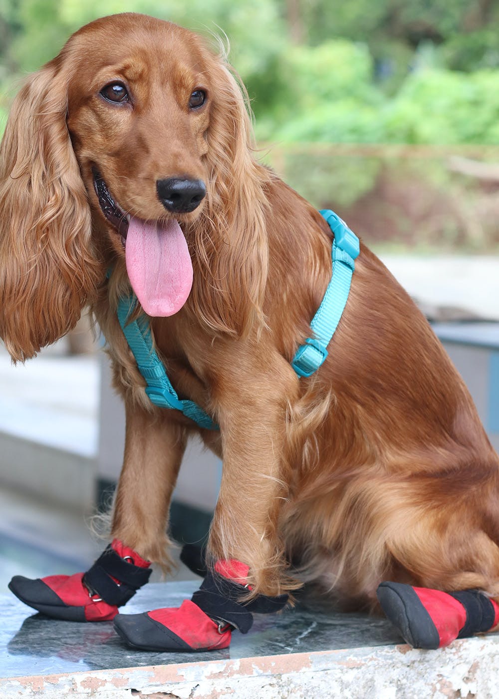 Get Zoof Plops Water Resistant Dog Shoes at ₹ 1394 LBB Shop