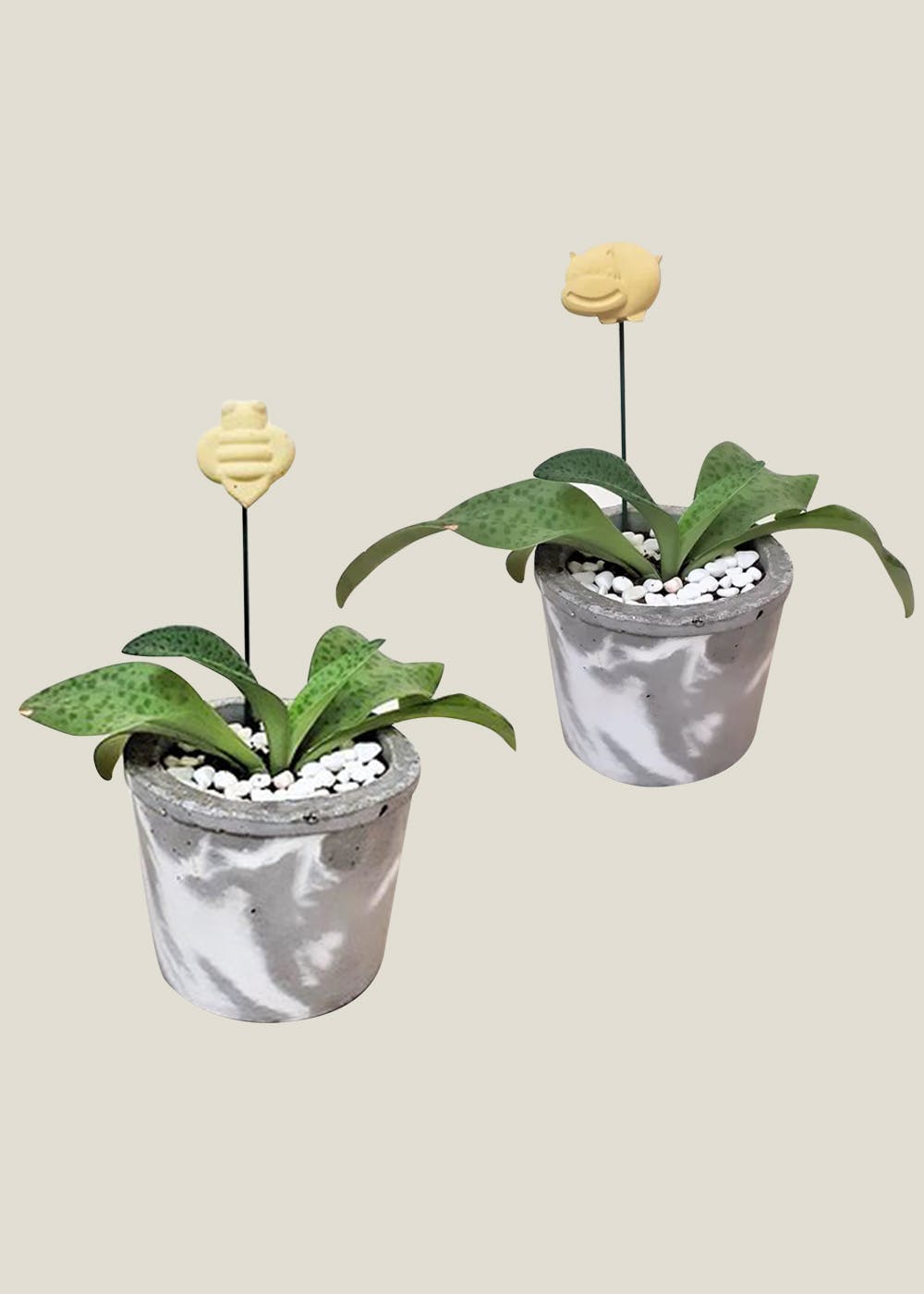 Get Snail & Hippo Plantpets Set of 2 at ₹ 600 LBB Shop