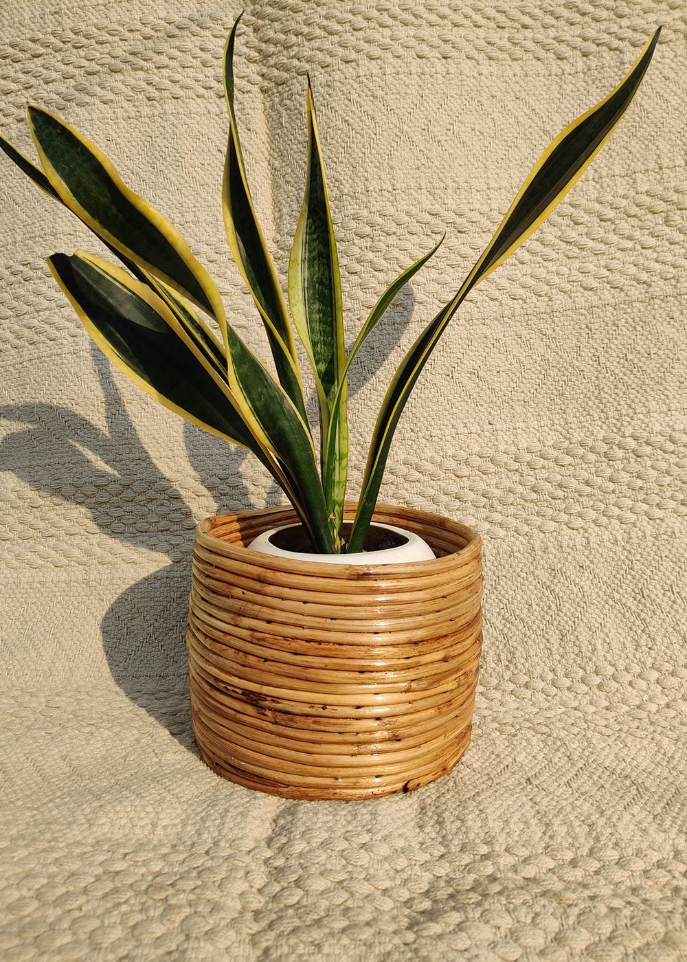 Get Coiled Cane Planter At ₹ 1899 