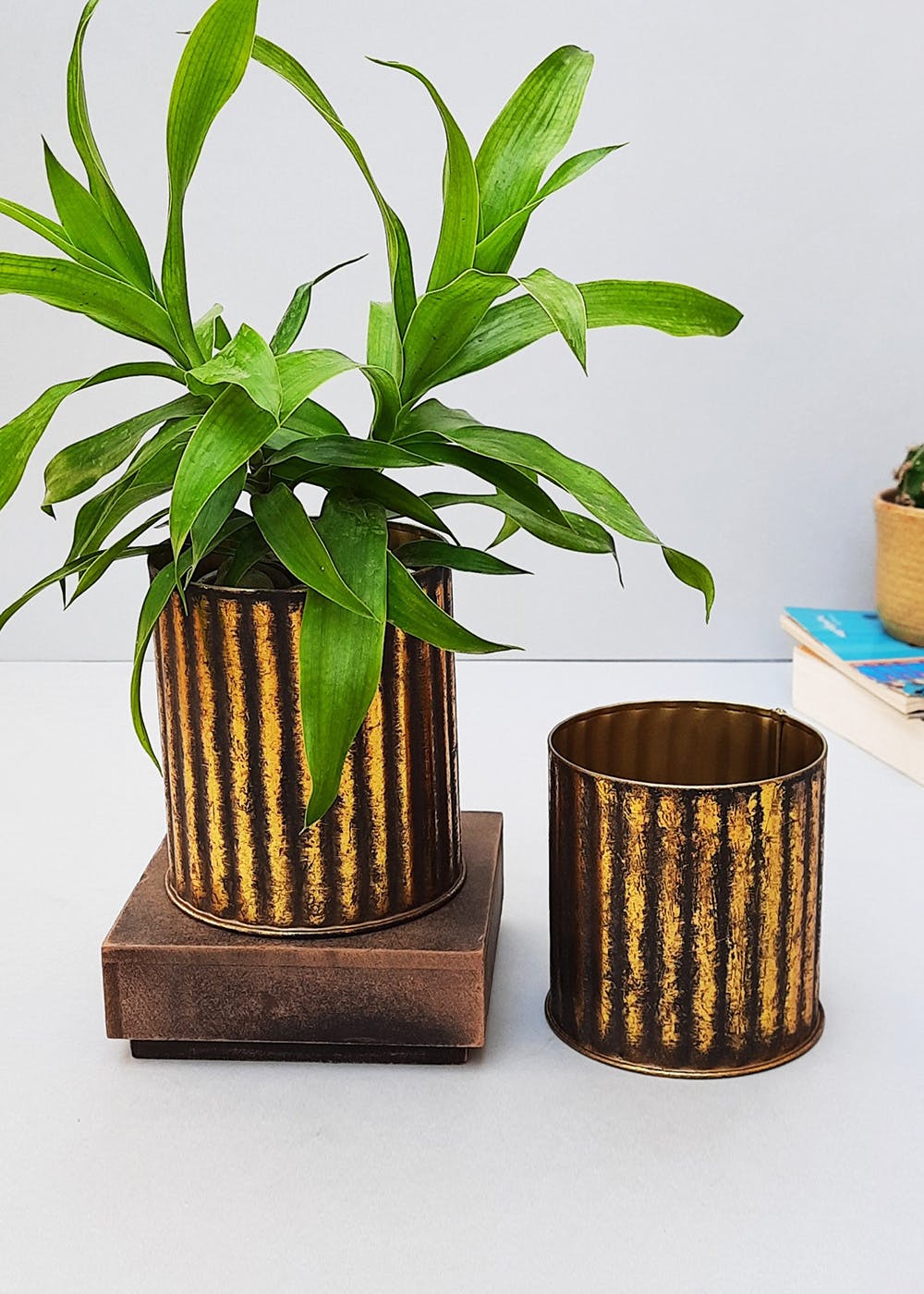 Get Set of 2 Black and Gold Antique Ribbed Planters at ₹ 1250 | LBB Shop