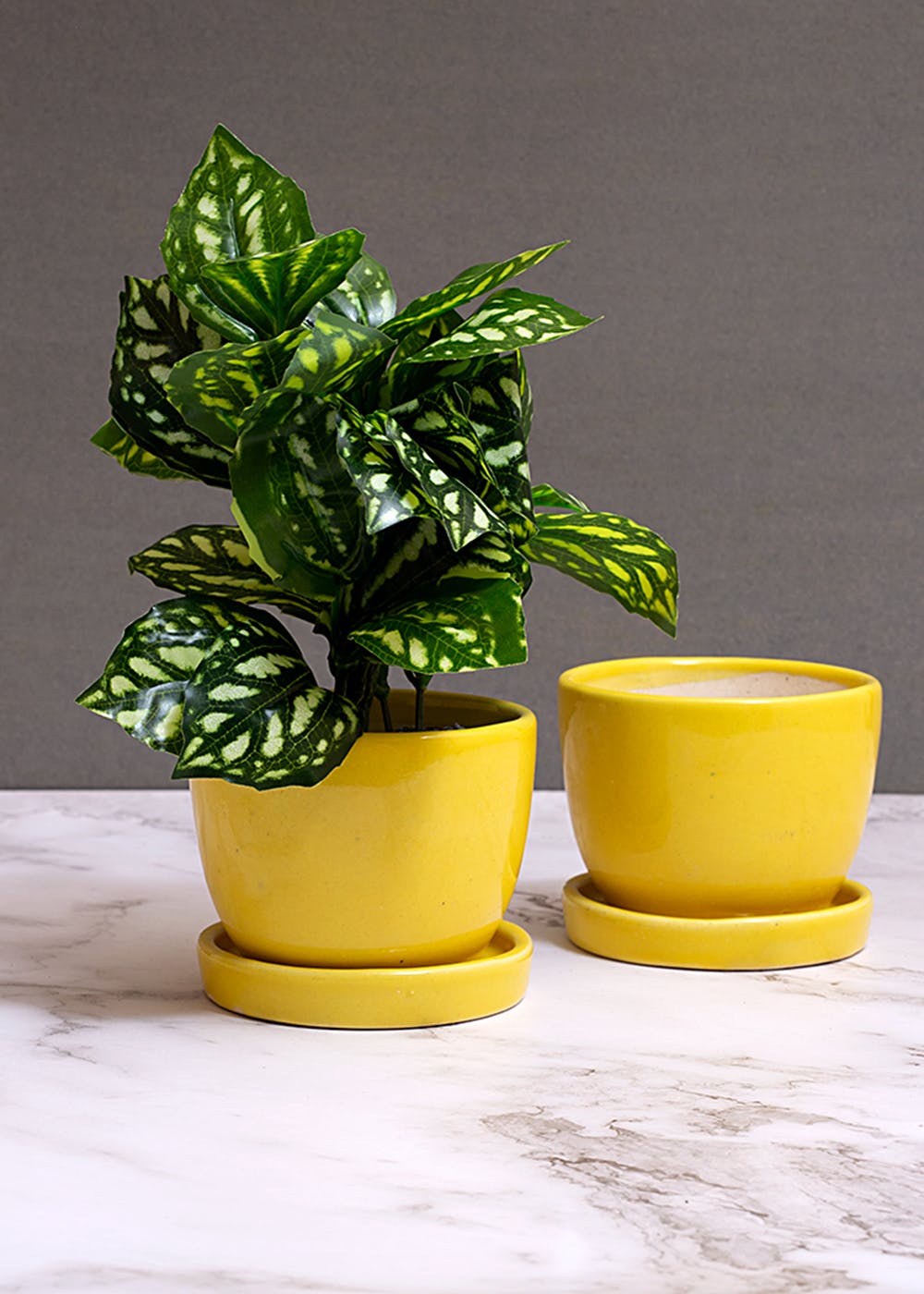 Ceramic Pots & Planters