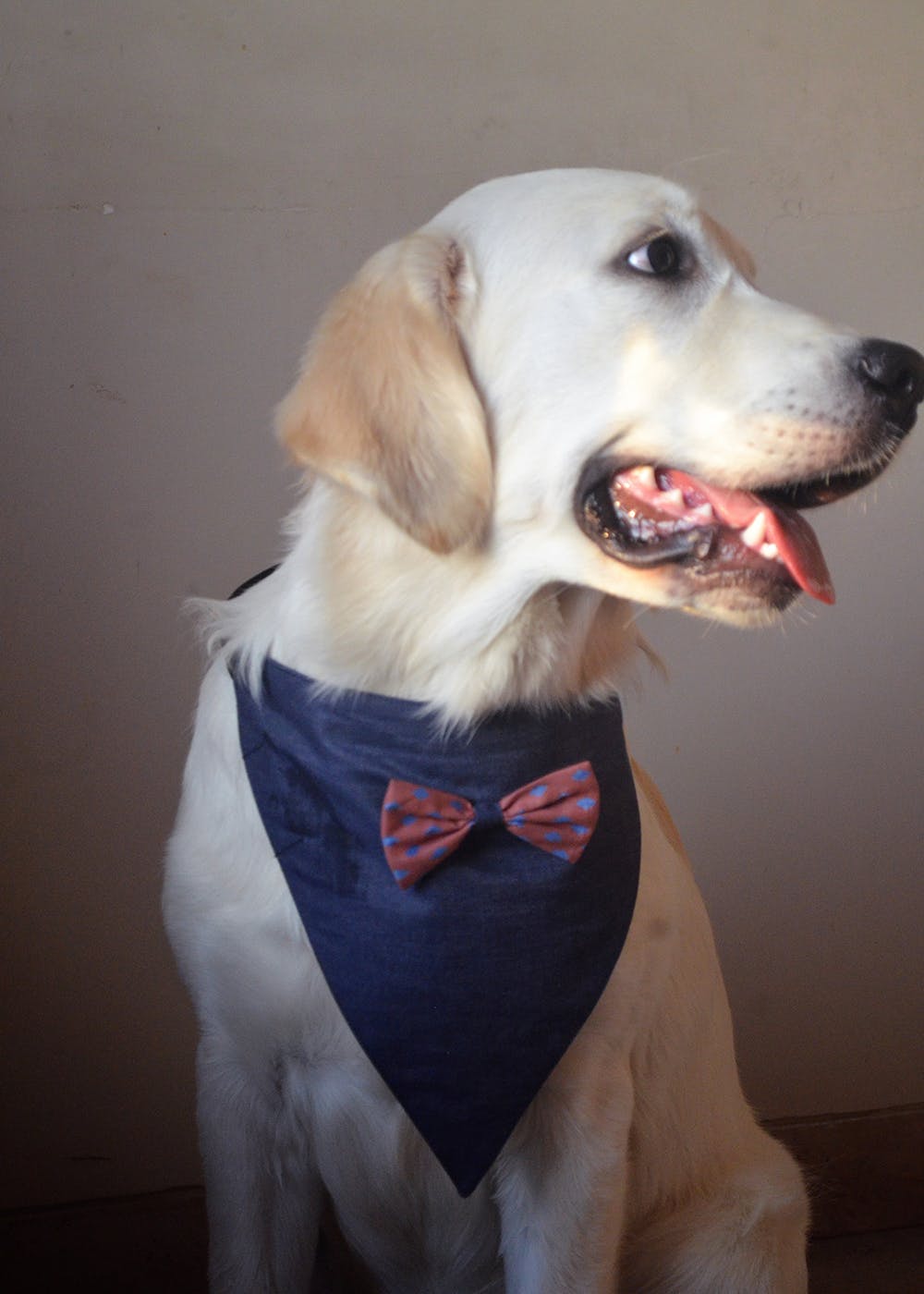 dog bows and bandanas