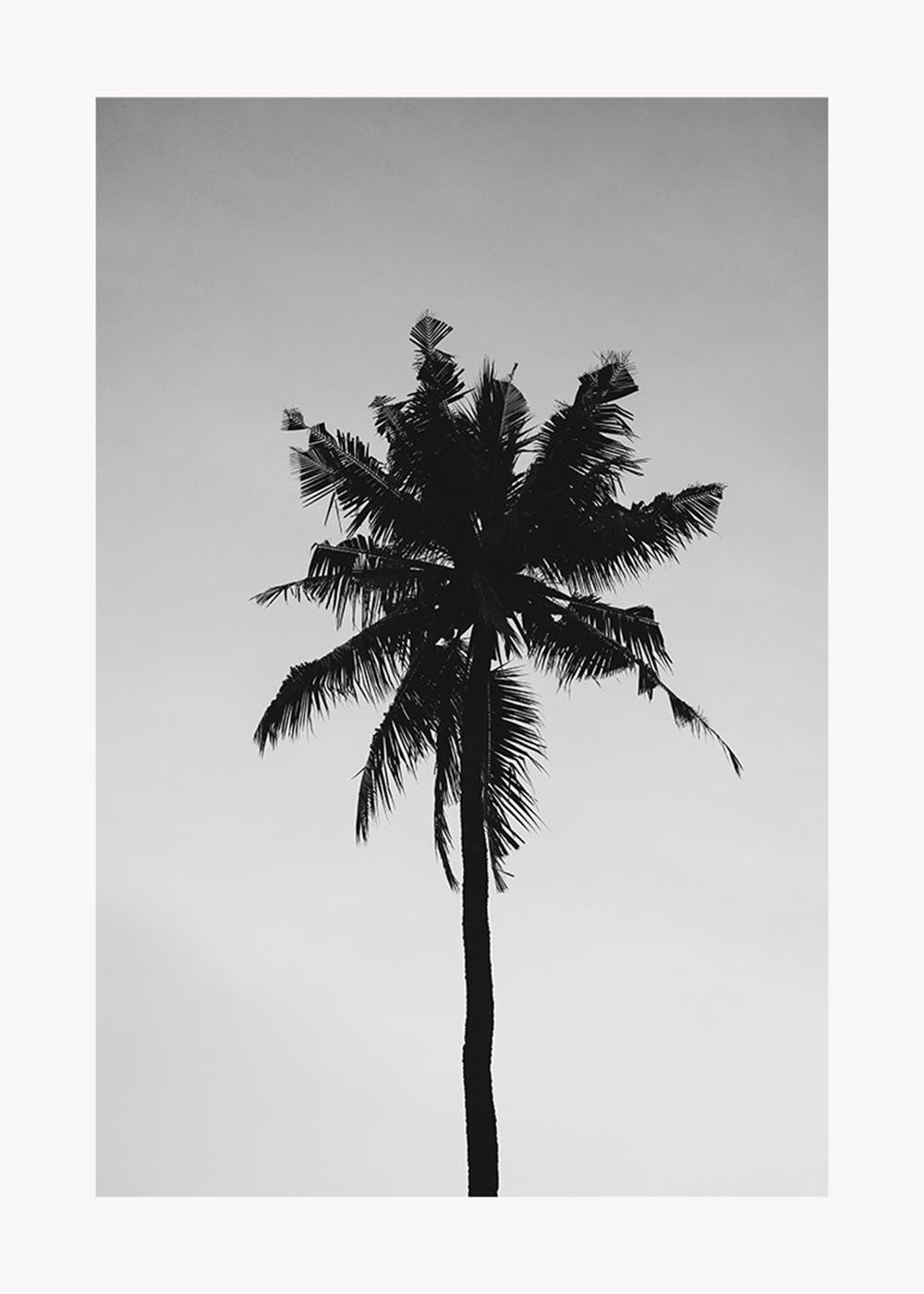 Download A powerful silhouette of a Palm tree in a stunning black and white  photograph Wallpaper  Wallpaperscom