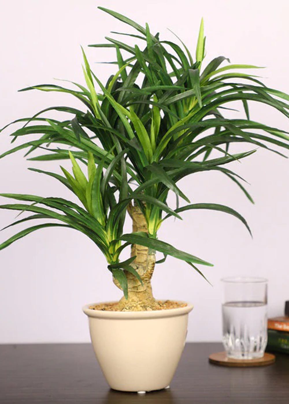 Get Artificial Green Yucca Plant with White Ceramic Pot at ₹ 2005 LBB