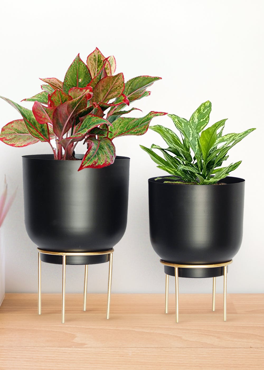 Get Black Metal Plant Pot With Gold Stand - Set of 2 at ₹ 1699 | LBB Shop