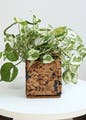 Plant,Flowerpot,Houseplant,Rectangle,Terrestrial plant,Groundcover,Wood,Flowering plant,Grass,Trunk