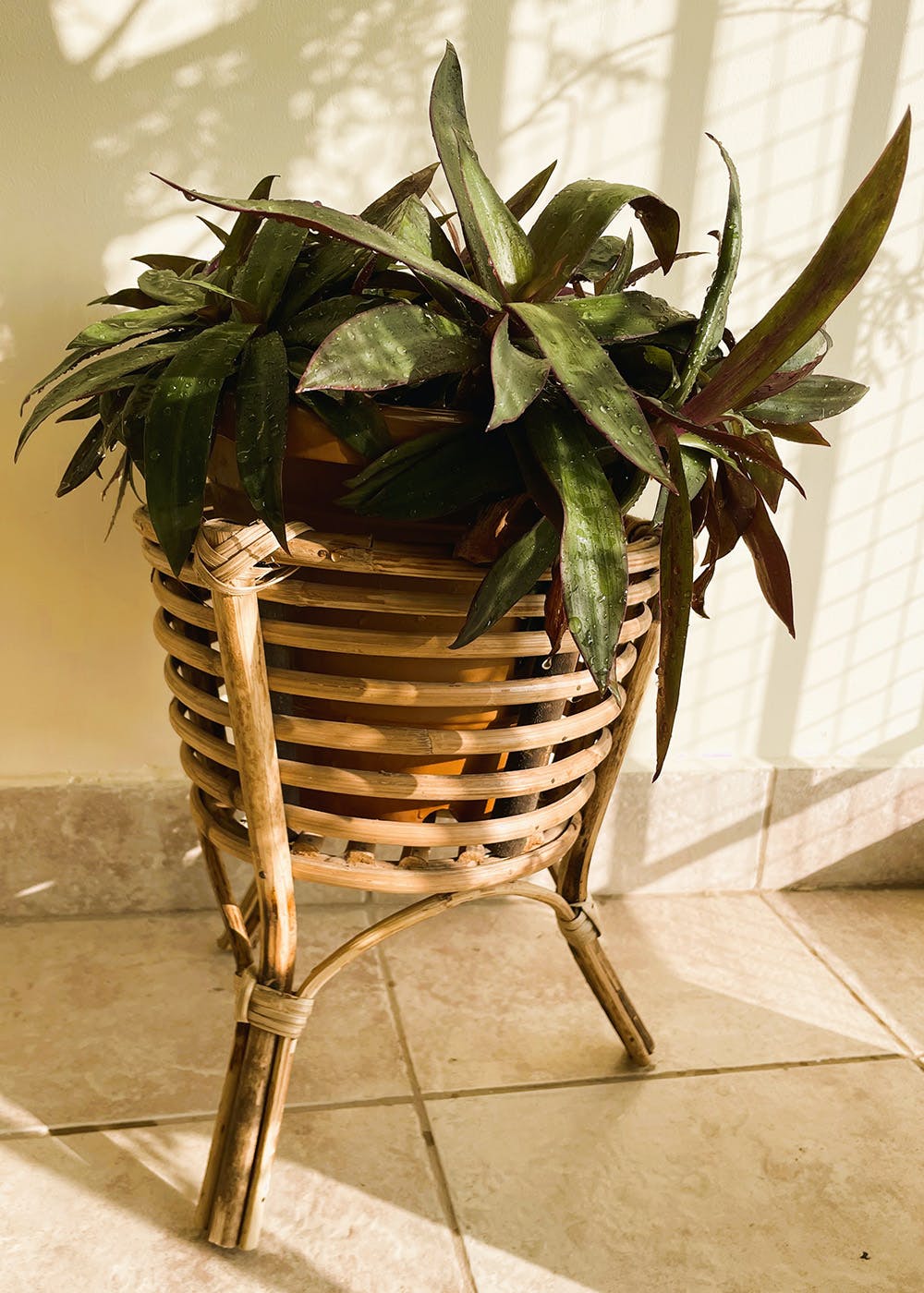 Get Handmade Cane Plant Stand at ₹ 1249 LBB Shop