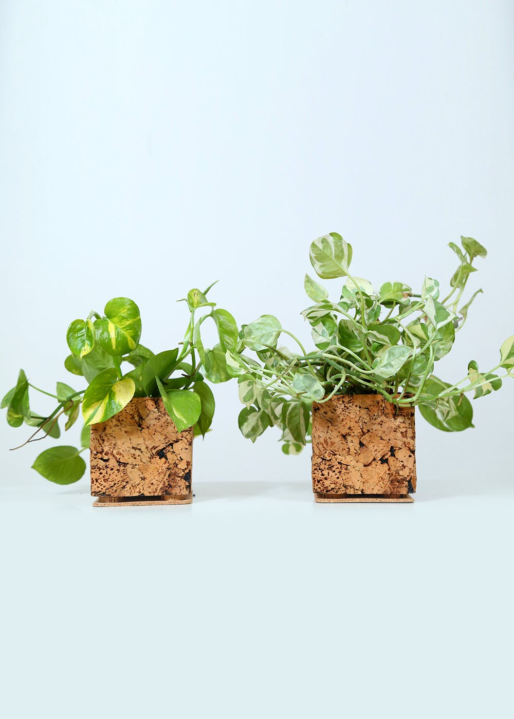 Plant,Flowerpot,Houseplant,Rectangle,Food,Groundcover,Grass,Ingredient,Flowering plant,Terrestrial plant