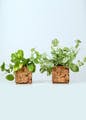 Plant,Flowerpot,Houseplant,Rectangle,Food,Groundcover,Grass,Ingredient,Flowering plant,Terrestrial plant