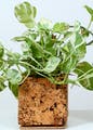 Plant,Flowerpot,Houseplant,Flower,Terrestrial plant,Tree,Groundcover,Trunk,Twig,Flowering plant