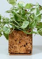 Plant,Flowerpot,Houseplant,Flower,Terrestrial plant,Wood,Tree,Flowering plant,Trunk,Palm tree