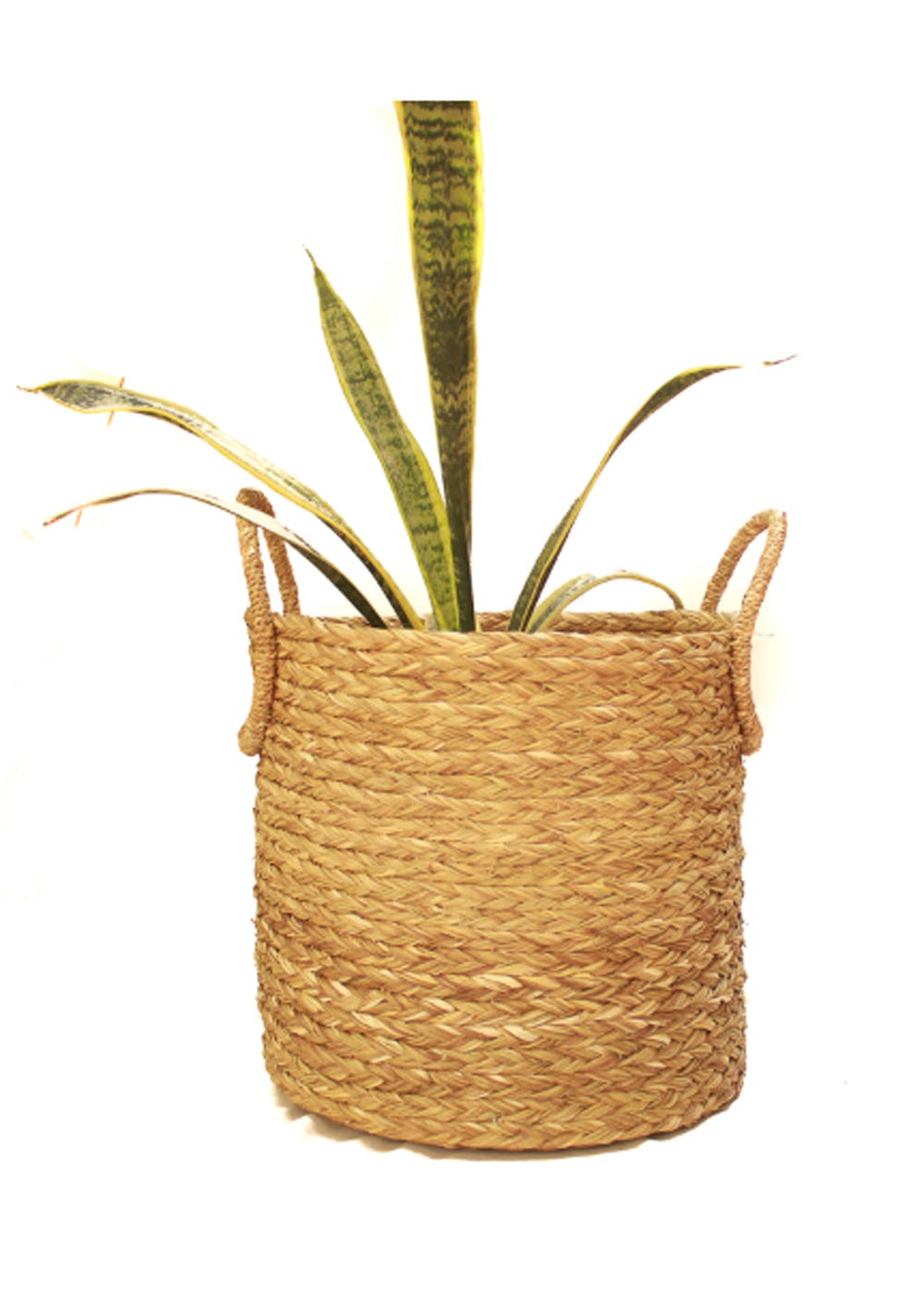 Get Handmade Sabai Grass Planter At ₹ 899 