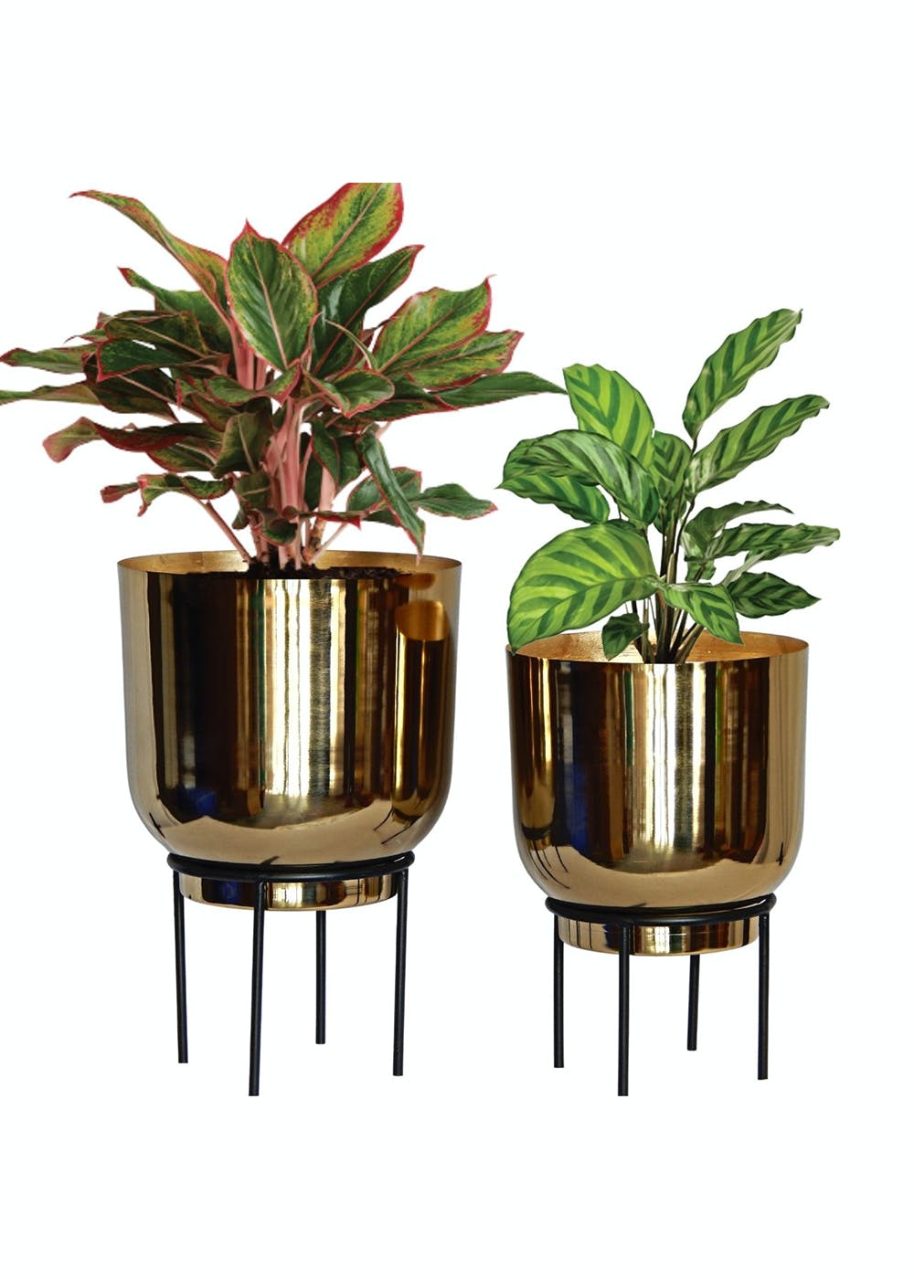 Get Golden Metal Plant Pot With Black Stand - Set of 2 at ₹ 1699 | LBB Shop