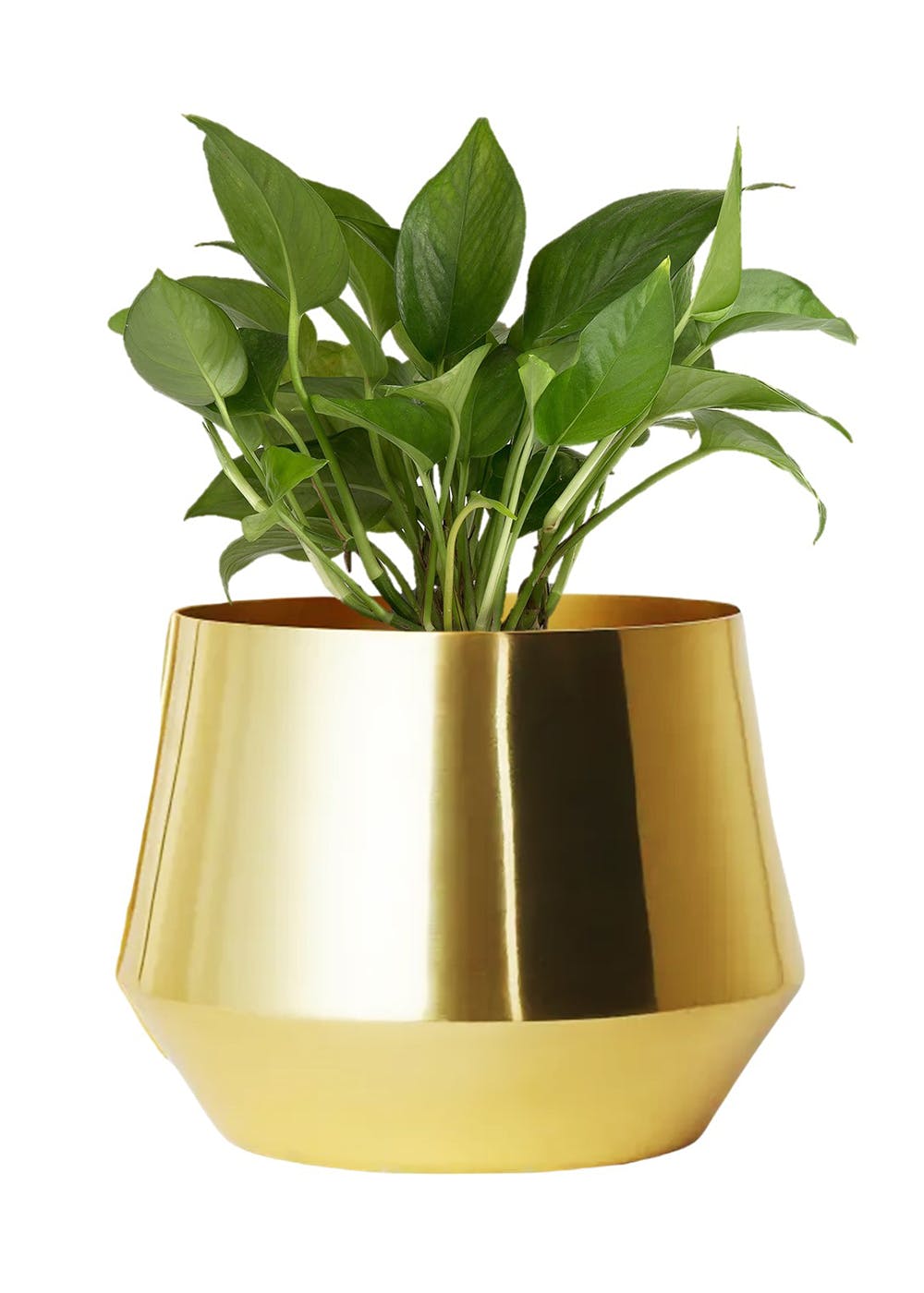 Get Golden Metal Plant Pot at ₹ 612 LBB Shop