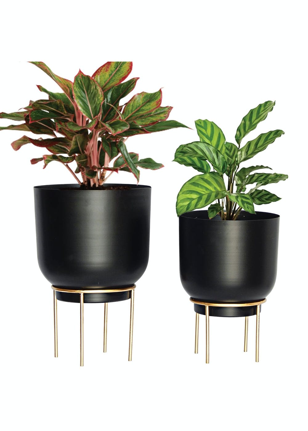 Get Black Metal Plant Pot With Gold Stand - Set Of 2 At ₹ 1699 