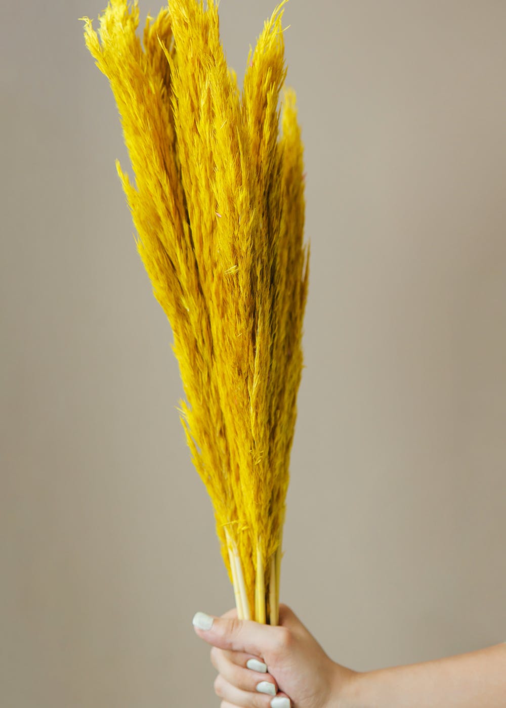 Plant,Yellow,Natural material,Grass,Flowering plant,Still life photography,Twig,Plant stem,Food,Staple food