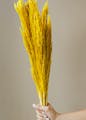 Plant,Yellow,Natural material,Grass,Flowering plant,Still life photography,Twig,Plant stem,Food,Staple food