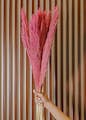 Hair,Plant,Dress,Human body,Textile,Petal,Wood,Pink,Finger,Line