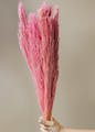 Petal,Flower,Terrestrial plant,Feather,Twig,Plant,Natural material,Magenta,Flowering plant,Fashion accessory