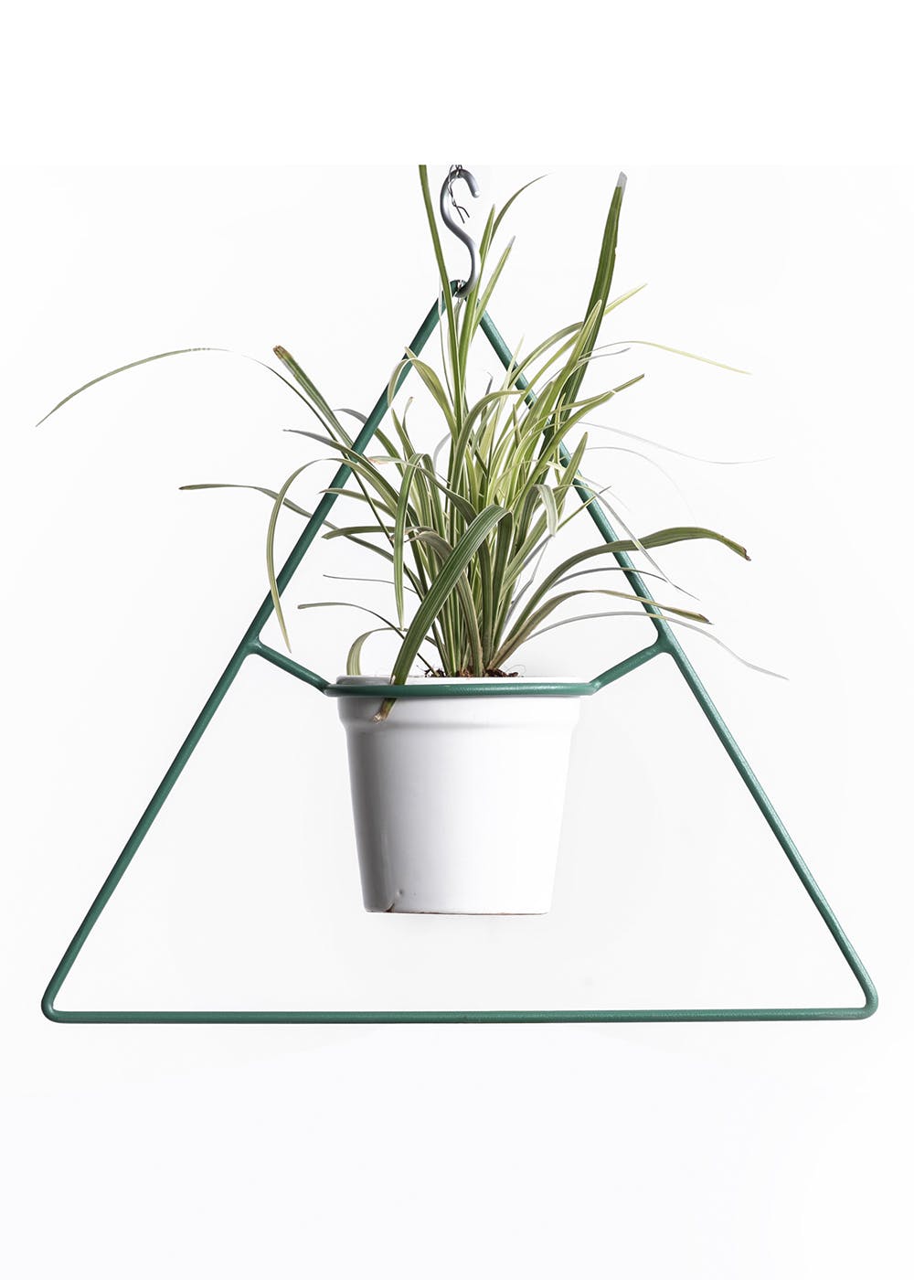 Flowerpot,Grass,Houseplant,Plant,Chives,Grass family,Flower,Table,Herb,Vascular plant